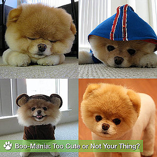 Pictures of Boo the Cute Pomeranian