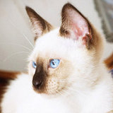 Siamese Cat Facts