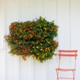 Living Wall Planter