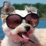 Pictures of Dogs Wearing Sunglasses