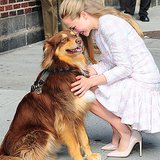 Amanda Seyfried Brings Dog to Letterman | Video