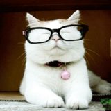 Silly Cat GIFs