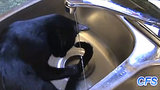 The Daily Squee: Cats In Sinks! Cats In Sinks!