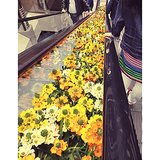 Even the escalators were feelin' the springtime love. 
