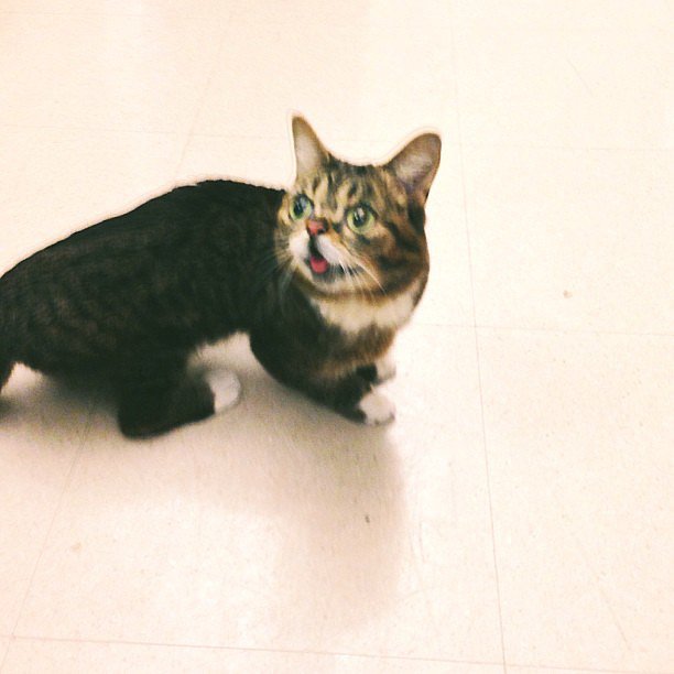 We had a very special guest in the office — Lil Bub!
