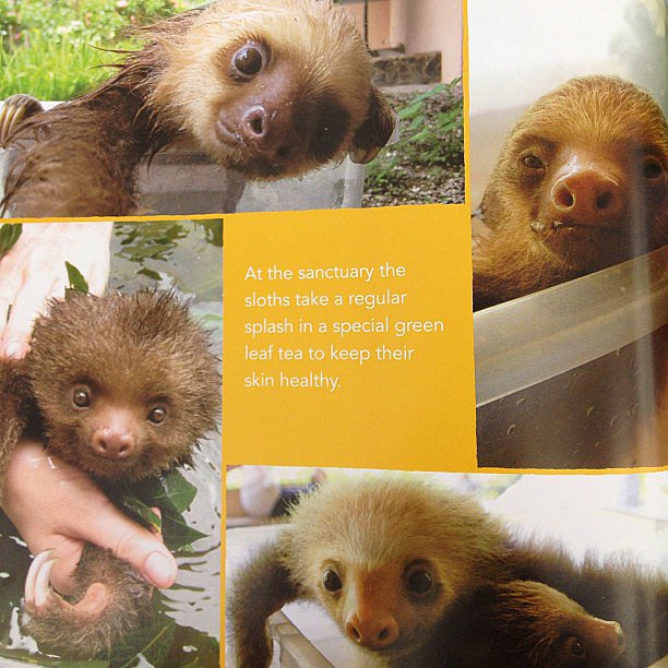 Killing us with cuteness: A Little Book of Sloth.
