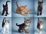 Alright, Alright, Cat Ladies (And Gents): Here Are The Stars Of The Kitten Half-Time Show At Puppy Bowl X