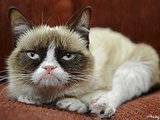 Depressed? Blame It On Your Cat