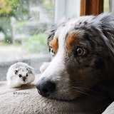 Unlikely Pet Friends