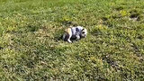 The Daily Squee: Sophie The Bulldog Puppy Gleefully Rolls Down A Hill