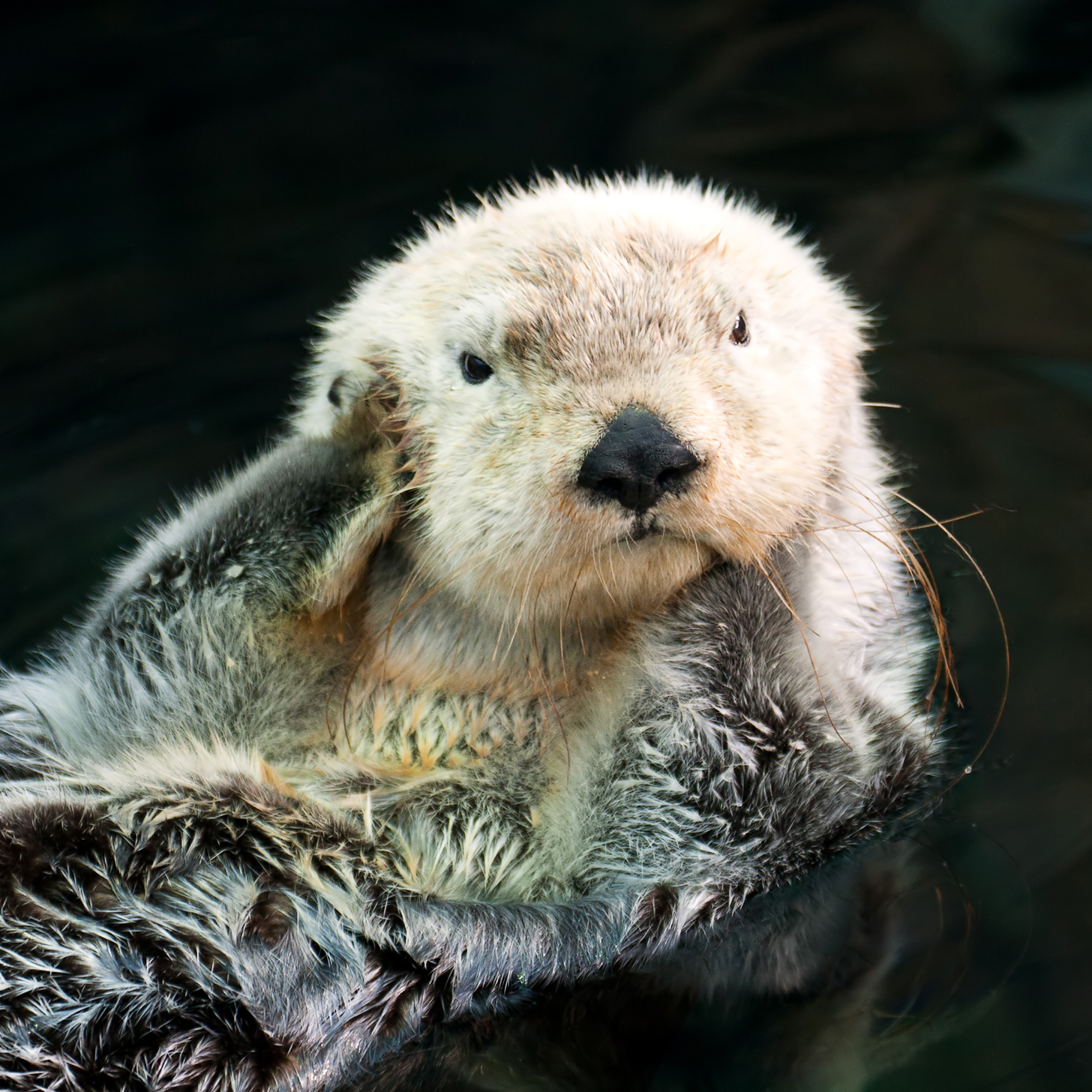 Otter