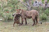 A Lion's Act Of Motherly Love Saves A Baby Baboon's Life