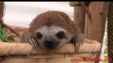 The Daily Squee: Watch This Video Of Baby Sloths Squeaking And Melt Into A Million Pieces