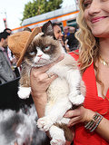 Cat in a Phat: Grumpy Cat Hit the Red Carpet in Mini Pharrell Hat at the MTV Movie Awards