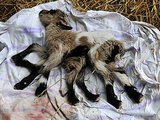 OMG: 8-Legged Octo-Goat Born On Croatian Farm