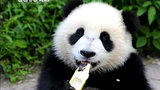 The Daily Squee: China Is Recruiting A Panda Nanny