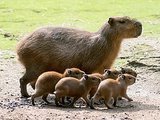 The Daily Squee: Five Baby Capabaras Going For A Walk