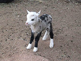 Meet the 'Geep': Butterfly the Sheep/Goat Hybrid is Super Cute