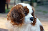 Cavalier King Charles Spaniel Pictures