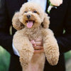 Dog in Wedding Pictures