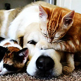 Dog and Cat GIFs