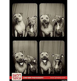 In Case You Were Wondering, Pit Bulls Look Adorable In A Photo Booth