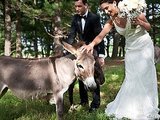 Planning Your Dream Wedding? Don’t Forget The Donkeys!