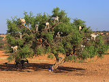 I Want To Go To There: Tamri, Morocco, Where Goats Climb Trees