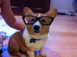 11 Corgis to Help You Through Your First Week of Classes