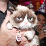 Grumpy Cat Meme Generator